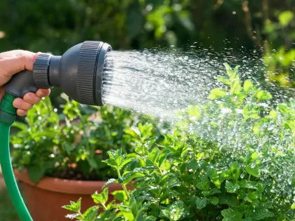 Hose nozzle watering herbs
